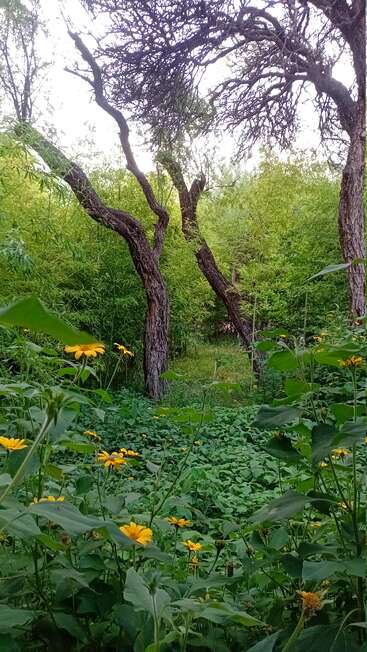 A serene forest scene featuring tall twisted trees, vibrant green foliage, and clusters of yellow wildflowers, creating a peaceful, enchanting and natural atmosphere under soft daylight.