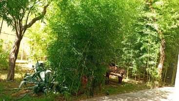 Una exuberante escena de jardín verde con altas plantas de bambú, un rústico banco de madera, algunos árboles y herramientas de jardín, bañados por la brillante luz natural del sol.