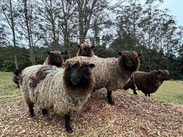 Five curly, dark-faced sheep stand together on a small mound in a grassy field, surrounded by tall trees under a cloudy sky, looking curiously forward.
