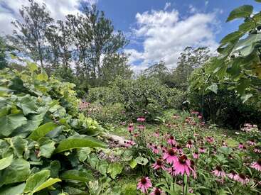 A lush, vibrant garden filled with pink coneflowers, dense green foliage, and tall trees under a bright blue sky with fluffy white clouds. Nature thrives.