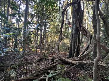 Las retorcidas enredaderas de la selva serpentean alrededor de los altos árboles en un bosque denso y soleado. Las plantas frondosas, los helechos y el follaje disperso cubren el suelo terroso y sombreado.