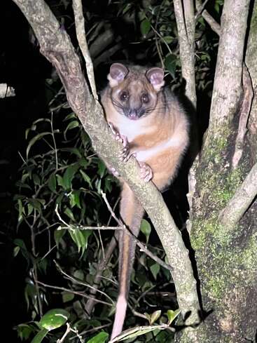 Una zarigüeya con ojos grandes, orejas redondas y una cola larga se aferra a la rama de un árbol por la noche, rodeada de hojas y un bosque tenuemente iluminado.