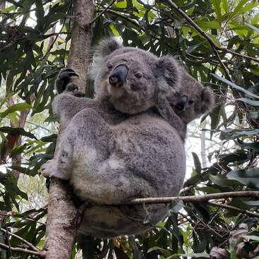 Una madre koala y su cría se aferran a la rama de un árbol, rodeados de exuberantes hojas verdes, acurrucados juntos en su hábitat natural del bosque.