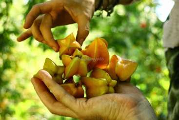 Das Bild zeigt eine Person, die eine Handvoll Sternfrüchte in der Hand hält, während eine andere Person nach einigen greift. Der Hintergrund ist unscharf, und man sieht Grünzeug.