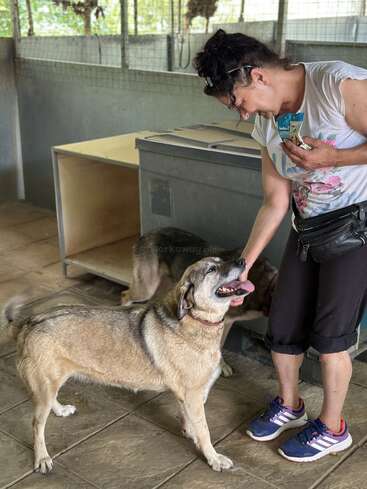 Uma mulher está em um abrigo de animais, sorrindo e acariciando um cachorro feliz. Ela segura petiscos, criando uma interação calorosa e afetuosa com o animal.