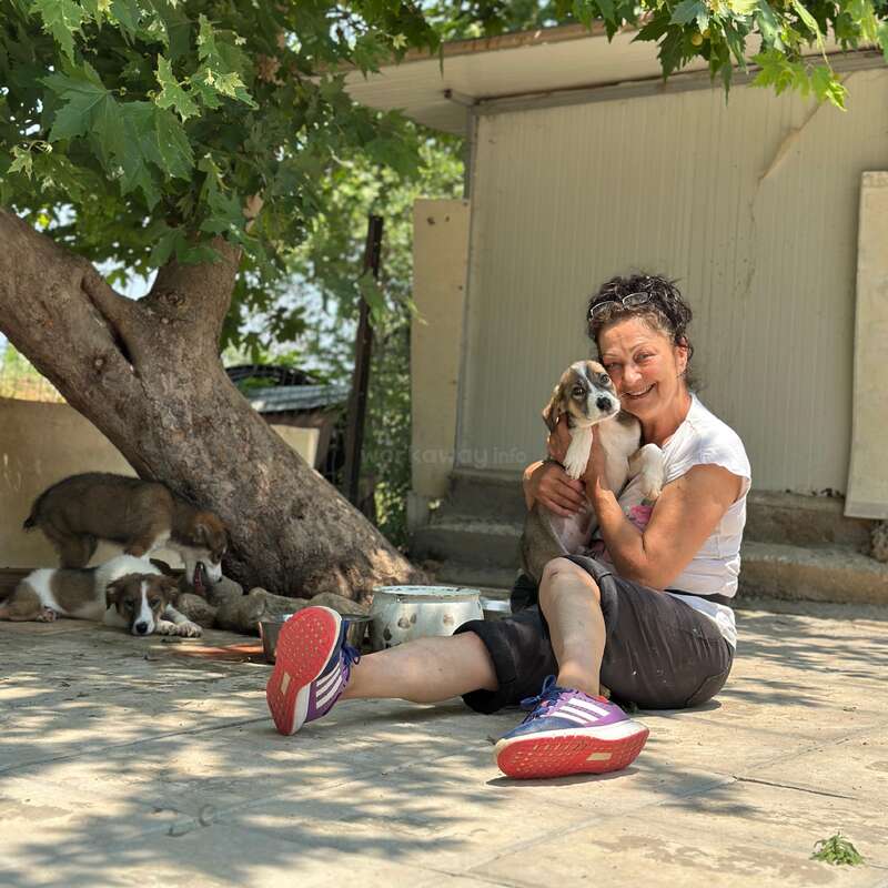 Uma mulher sorridente senta-se no chão sob uma árvore, abraçando um filhote de cachorro. Vários outros cachorros relaxam nas proximidades, aproveitando a sombra em um dia ensolarado.
