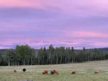 Under a beautiful pink and purple sunset sky, several cows graze peacefully in a green field bordered by tall green trees. Tranquil rural landscape.