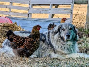 A large, fluffy gray dog lies on the grass beside a wooden fence, calmly surrounded by three brown hens. The setting appears peaceful and rustic.