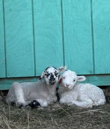 Two adorable lambs, one with a speckled face and one mostly white, rest together on grass in front of a vibrant turquoise wooden wall. Peaceful scene.