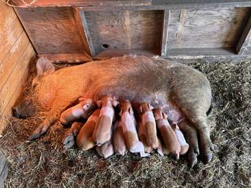 A large pig lies inside a wooden pen, surrounded by straw, while ten piglets are nursing closely from her, creating a peaceful, nurturing farm scene.