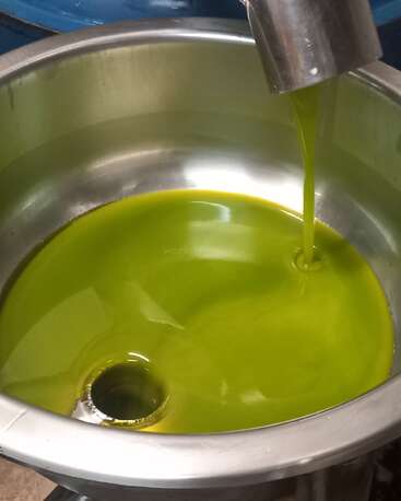 This image shows freshly extracted green olive oil being poured into a large stainless steel container, highlighting its vibrant color and smooth, viscous texture during processing.