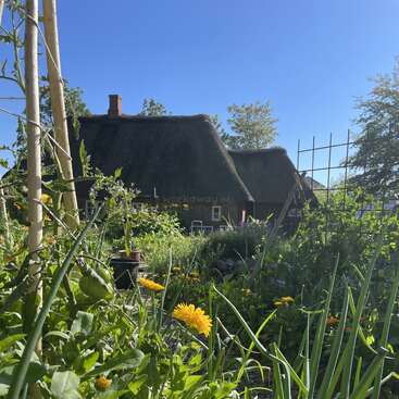 Une charmante petite maison au toit de chaume se dresse derrière un jardin luxuriant et coloré, regorgeant de fleurs épanouies et de plantes vertes, sous un ciel bleu limpide par une journée ensoleillée.