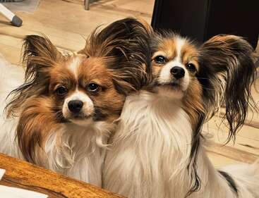 Dos adorables perros de raza Papillón, con un pelaje largo y esponjoso y unas orejas grandes y expresivas, están sentados muy juntos sobre un suelo de madera, mirando con curiosidad a la cámara.