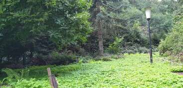 Una zona verde y frondosa, llena de follaje denso, árboles altos y vegetación rastrera. En la escena se ven una farola alta y un pequeño poste de madera.