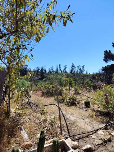 A sunny garden scene with dry grass, scattered plants, and a few cacti in the foreground. Trees and bushes line the hilly, clear blue sky background.