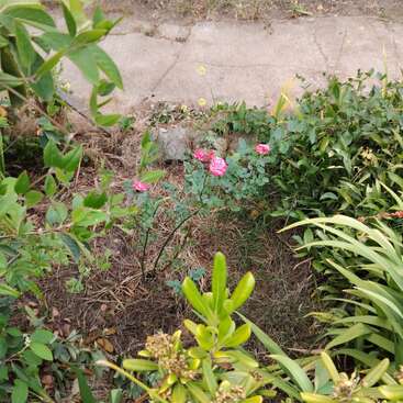 This image shows a small garden area with green plants and bushes, featuring pink roses blooming in the center, alongside a concrete path in the background.