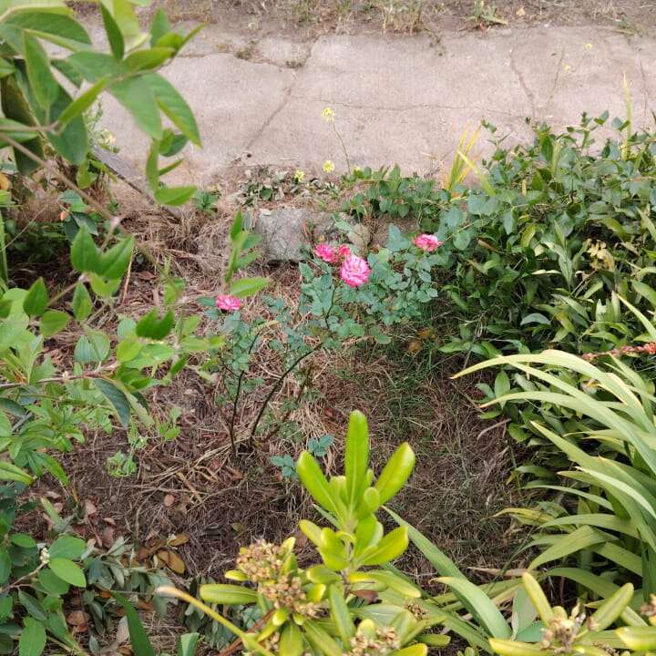 This image shows a small garden area with green plants and bushes, featuring pink roses blooming in the center, alongside a concrete path in the background.