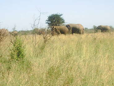 Una manada de elefantes pasta tranquilamente en la hierba alta y dorada de una sabana africana, rodeada de árboles ralos y un cielo azul despejado.