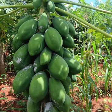 Un papayo sano se alza en un jardín, cargado de racimos de grandes papayas verdes inmaduras. Las plantas de alrededor y la tierra roja enriquecen la escena.