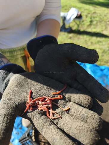 Une personne portant des gants de jardinage noirs tient plusieurs vers de terre rouges dans ses mains ; elle est probablement en train de faire du compostage ou du jardinage en plein air par une journée ensoleillée.