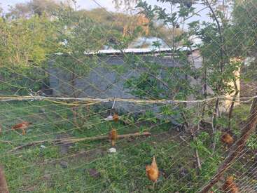 The image shows a fenced chicken coop with several chickens on green grass surrounded by trees and plants. A metal shed is in the background. Peaceful setting.