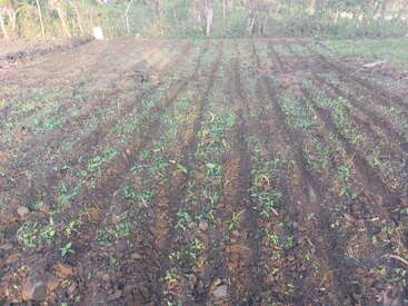 A freshly plowed agricultural field with young green sprouts growing in neat rows, surrounded by trees and natural greenery, suggesting early stages of crop cultivation.