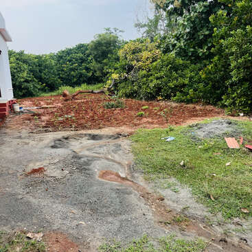 A garden area with freshly planted seedlings, red soil, patches of grass, a paved path, and lush green trees surrounding a white house on the left.