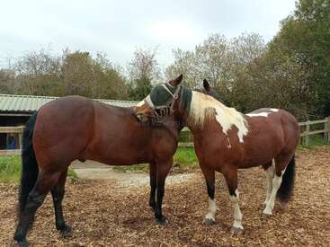 Two horses stand together in a paddock, one bay and one pinto. The pinto horse gently nuzzles the bay, surrounded by trees and wooden fences.