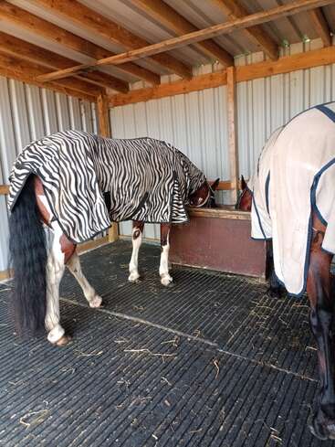 Two horses stand in a sheltered stable, wearing protective blankets—one with a zebra print, the other plain—peacefully eating from a wooden feeder together.