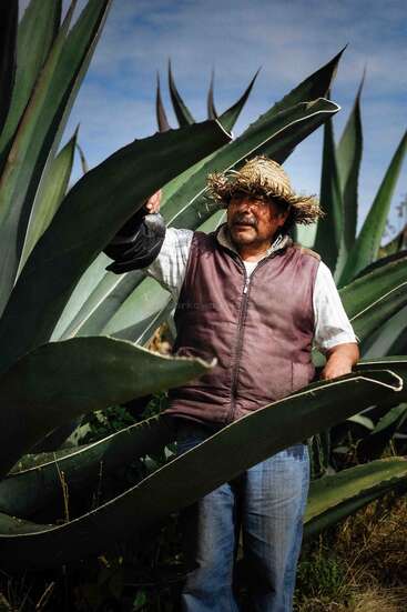 A man wearing a straw hat and vest stands among large agave plants under a blue sky, inspecting the leaves while surrounded by lush, green vegetation.