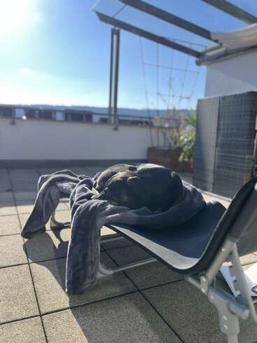 A dog is peacefully napping on a blanket-covered lounge chair, basking in the warm sunlight on a patio, surrounded by outdoor furniture and plants.