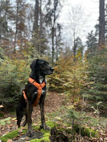 Un perro negro con un arnés naranja se alza confiado sobre un tocón musgoso en un bosque, rodeado de follaje otoñal y altos árboles sin hojas.