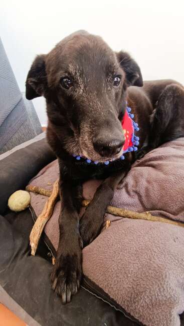 A senior black dog with a greying muzzle lies on a dog bed, wearing a red bandana with blue pom-poms. Sticks and a tennis ball nearby.