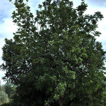 La imagen representa un majestuoso árbol con exuberantes hojas y ramas verdes, sobre un sereno cielo azul con nubes blancas, que destila belleza natural y tranquilidad.