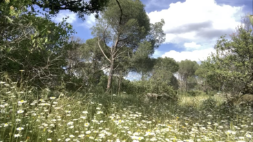 La imagen representa un paisaje sereno con un campo de flores silvestres, algunos árboles al fondo y un cielo despejado, que evoca una sensación de belleza natural y tranquilidad.