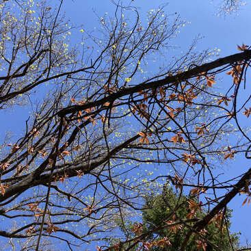 La imagen muestra un árbol con ramas desnudas y hojas dispersas, sobre un cielo azul claro y otro árbol visible al fondo.