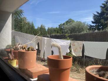 Varios cactus en macetas descansan en el alféizar de la ventana. Afuera, ropa y sábanas se secan en un tendedero bajo un cielo azul brillante, rodeado de vegetación y árboles.