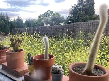 Varios cactus en macetas descansan en el alféizar de una ventana, con vistas a un jardín lleno de altas flores silvestres amarillas, una valla tejida y frondosos árboles verdes bajo un cielo nublado.