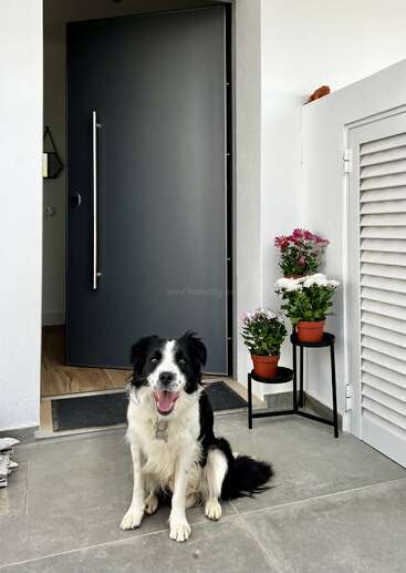 Un alegre perro blanco y negro está sentado junto a una puerta de entrada moderna. Cerca de allí, tres macetas con flores decoran la entrada, creando un ambiente acogedor.