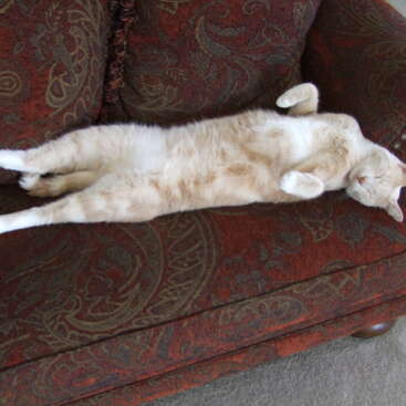 Das Bild zeigt eine hellorangefarbene Katze, die auf einer roten Couch mit Paisleymuster liegt, die Beine zur Seite gespreizt und den Kopf auf die Armlehne gestützt.