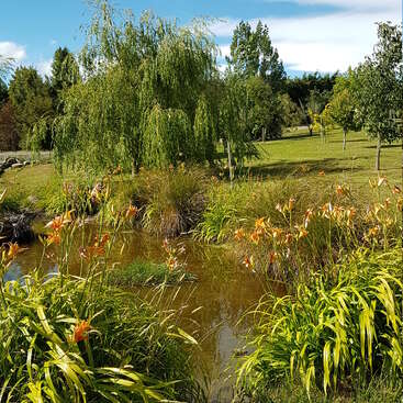 Das Bild zeigt einen ruhigen Teich, der von üppigem Grün umgeben ist, mit hohen Gräsern und leuchtend orangefarbenen Blumen, vor einem malerischen blauen Himmel mit weißen Wolken.