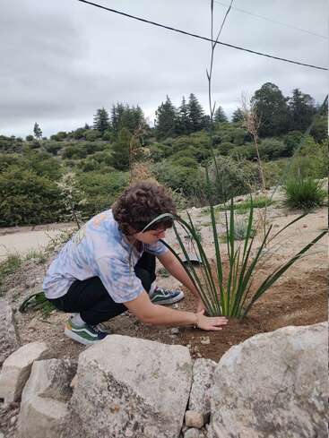 Eine Person mit lockigem Haar, die ein Batikhemd und Turnschuhe trägt, pflanzt eine Grünpflanze im Freien in einem felsigen Gebiet, das von einem üppigen, grünen Hügel umgeben ist.