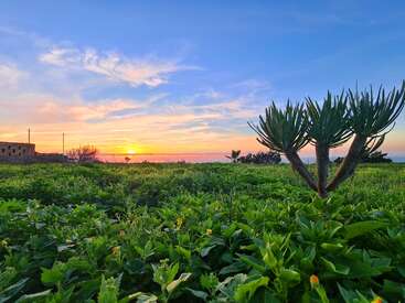 A vibrant sunset illuminates the sky with orange and blue hues above a lush, green field. Prominent, unique tree stands in the foreground, radiating tranquility.