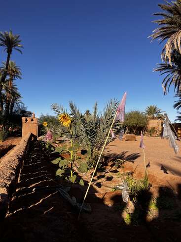 Eine Sonnenblume steht inmitten von Palmen und Wüstenpflanzen unter einem klaren blauen Himmel. Das Sonnenlicht wirft Schatten auf den braunen, sandigen Boden. Eine friedliche Szene.