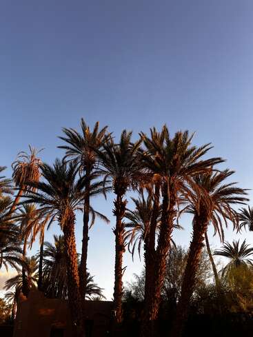 Hohe Palmen heben sich bei Sonnenuntergang vor einem klaren blauen Himmel ab. Das warme Sonnenlicht beleuchtet die Stämme und Wedel und schafft eine friedliche, tropische Atmosphäre.