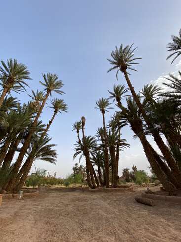 Hohe Palmen erheben sich in einer Wüstenoase vor einem klaren blauen Himmel. Der Boden ist sandig, und in der Ferne sind vereinzelte grüne Pflanzen und Sträucher zu sehen. Eine friedliche Szene.