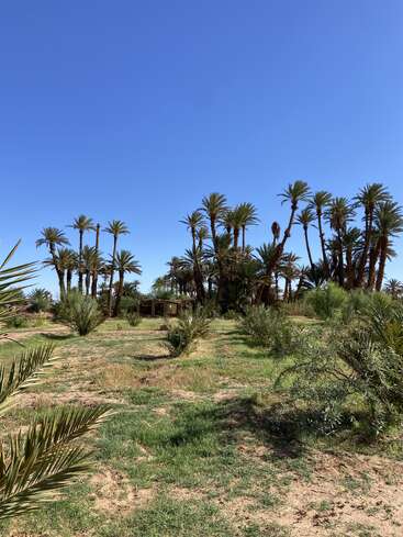 Ein heller, klarer blauer Himmel thront über einer üppigen, grünen Oase mit hohen Palmen, verstreuten Sträuchern und einem kleinen, teilweise versteckten Gebäude im Hintergrund.