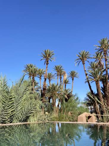 Hohe Palmen stehen vor einem klaren blauen Himmel, der sich in einem ruhigen Wasserbecken spiegelt, umgeben von üppigem Grün und einer friedlichen, sonnenbeschienenen Atmosphäre.