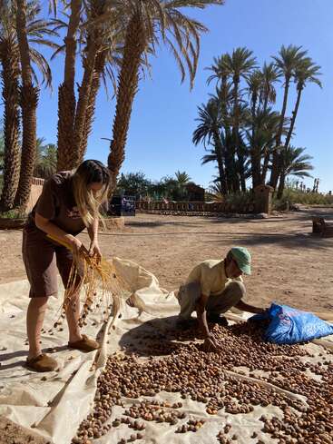 Zwei Menschen ernten und sortieren Datteln unter hohen Palmen und breiten die Früchte auf einer Plane in einer sonnigen, ländlichen Umgebung aus, umgeben von einer Wüstenlandschaft.