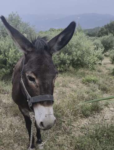 Un âne aux grandes oreilles se tient dans un paysage vert et touffu. Il porte un harnais et une corde, et semble calme sous un ciel nuageux avec des montagnes lointaines.